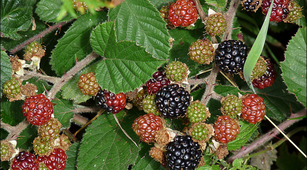 More-Rubus-Fruticosa