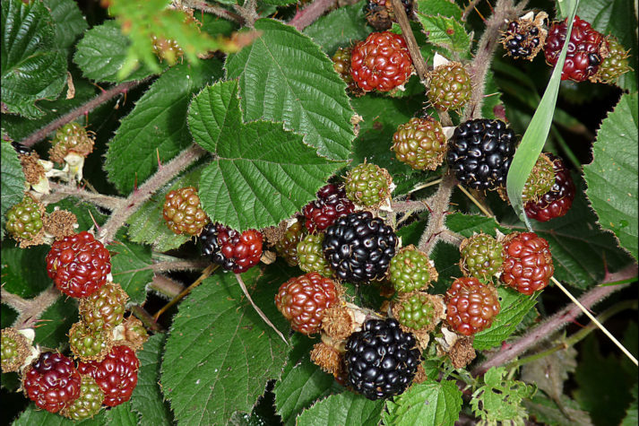 More-Rubus-Fruticosa