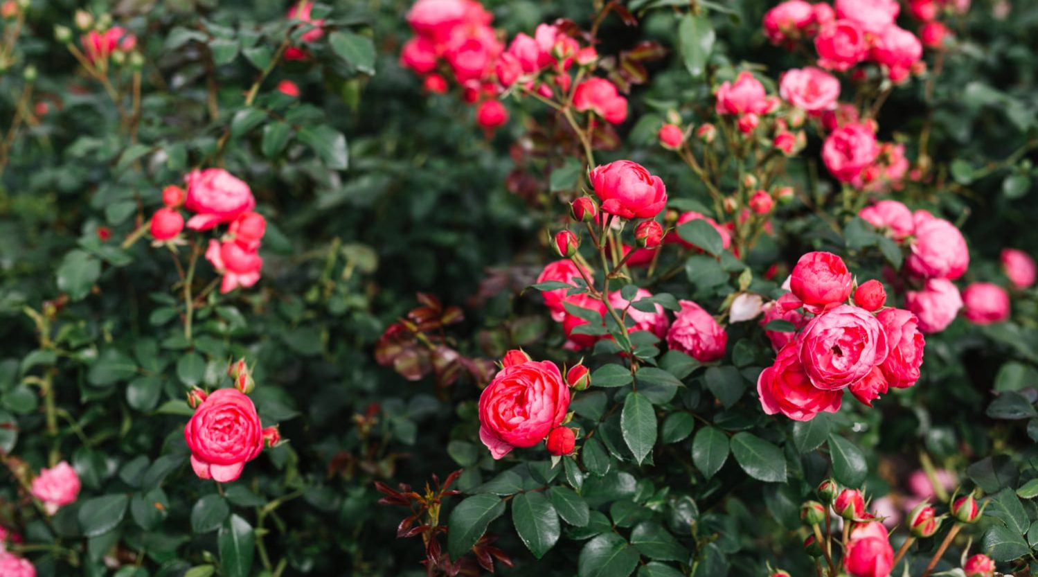 siepe-di-rose-rosai-vendita-rose-online-piante-rosa-offerta