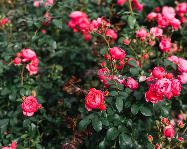 siepe-di-rose-rosai-vendita-rose-online-piante-rosa-offerta