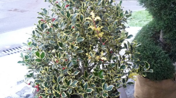 Ilex aquifolium