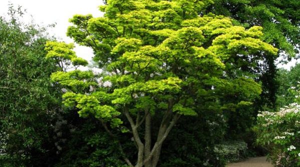 Acer-japonica-aureum