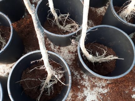 Alberi da frutto a radice nuda