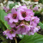 Bergenia Crassifolia