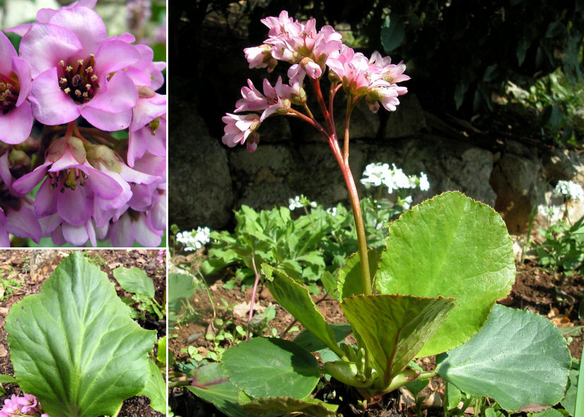 Bergenia cordifolia Purpurea - Il fiore di San Giuseppe