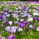 Crocus (croco)