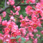 Chaenomeles japonica