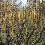 Corylus avellana contorta