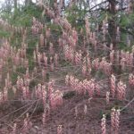Stachyurus praecox