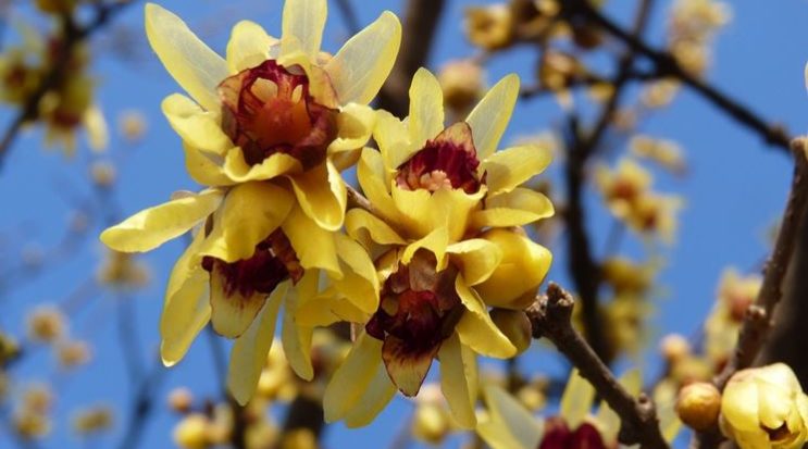 Calicanto - Chimonanthus praecox