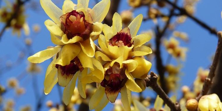 Calicanto - Chimonanthus praecox
