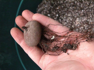 ciclamino