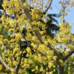 Corniolo (cornus mas)