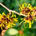 Hamamelis