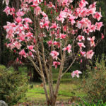 Magnolia Campbellii