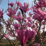 Magnolia Susan