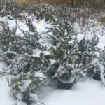 IMG-20180303-WA0012 1