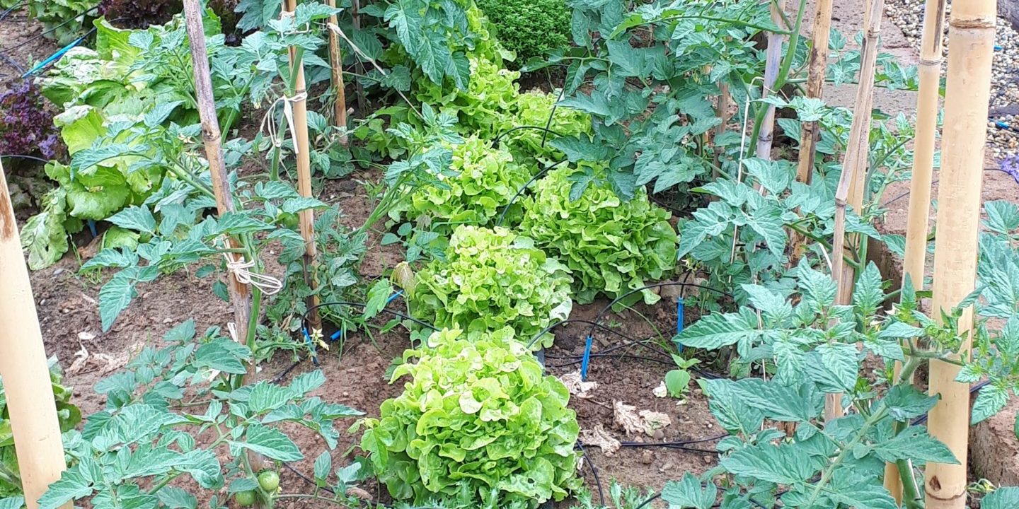 lavori di giardinaggio a giugno - orto e giardino