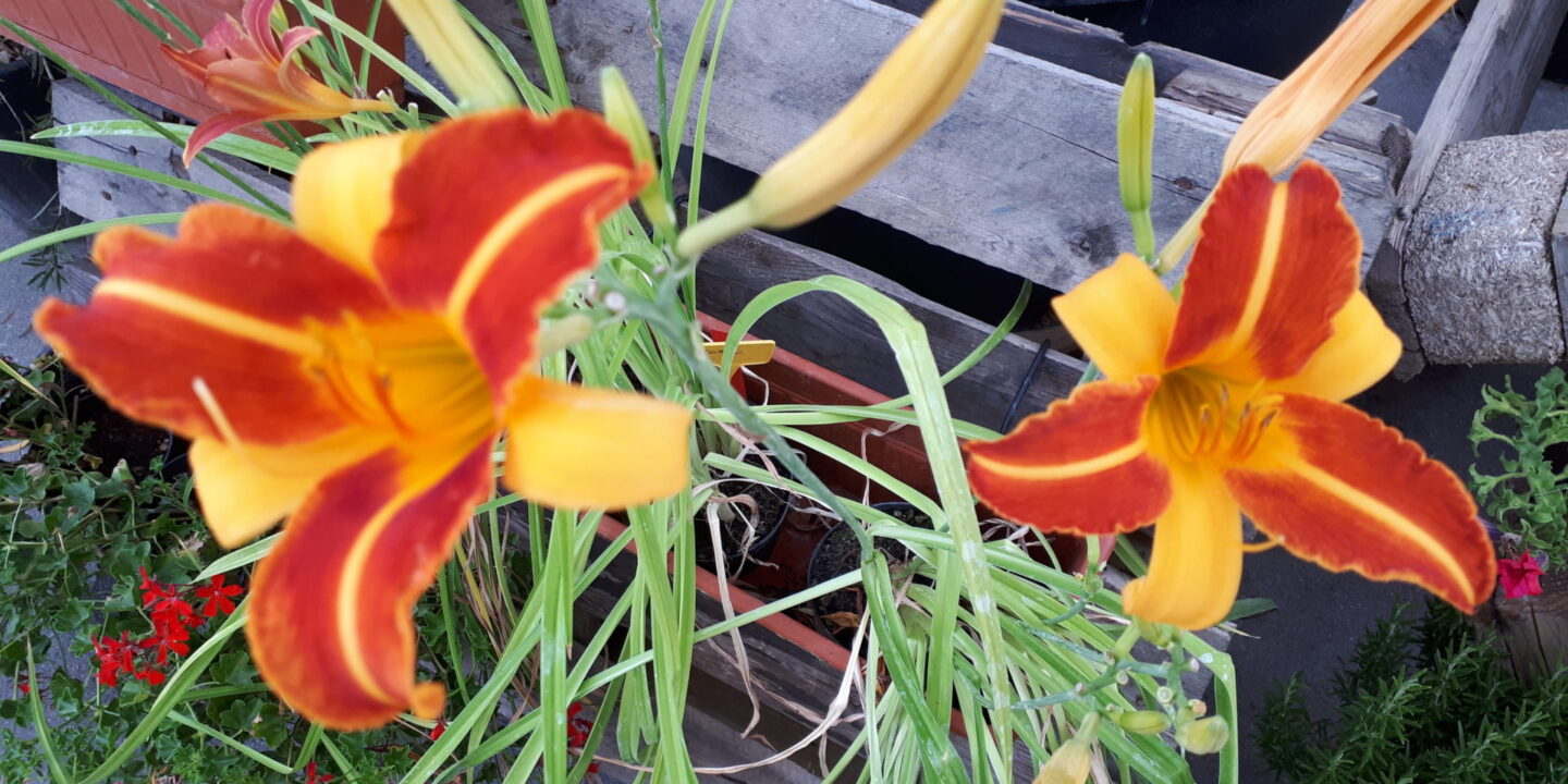 Lavori di luglio e fioriture
