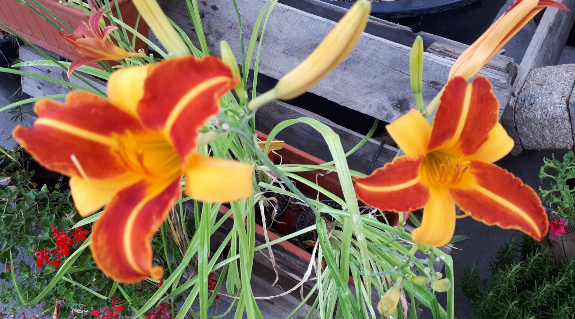 Lavori di luglio e fioriture Lavori di luglio e fioriture