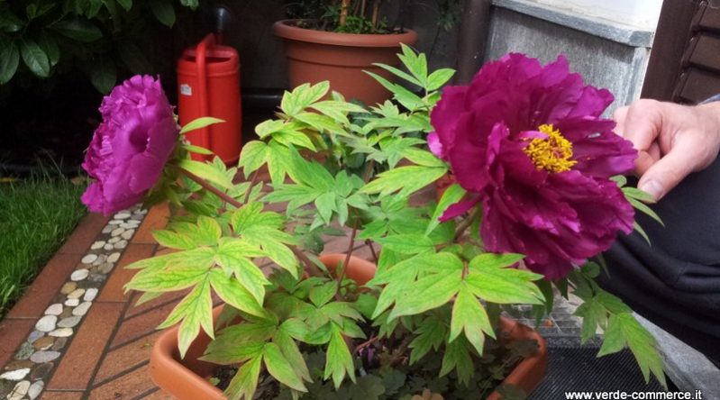 peonia arborea