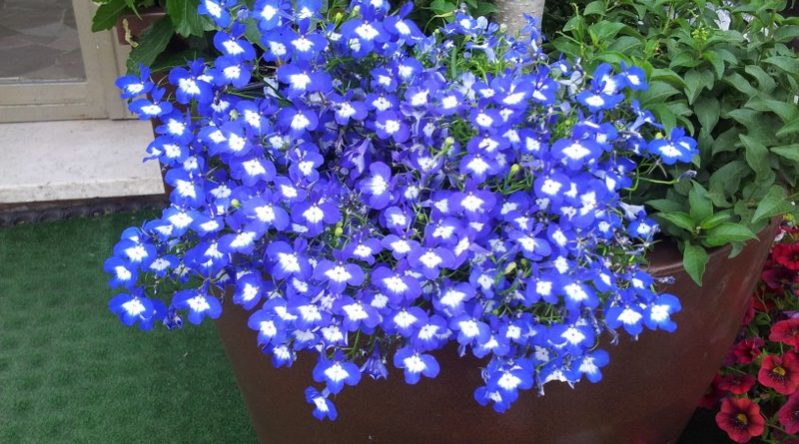 Lobelia