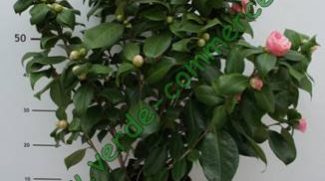 Camelia-Japonica-vaso22