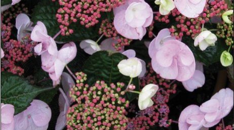 Hydrangea-Dolce-Gipsy