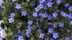 Lithodora