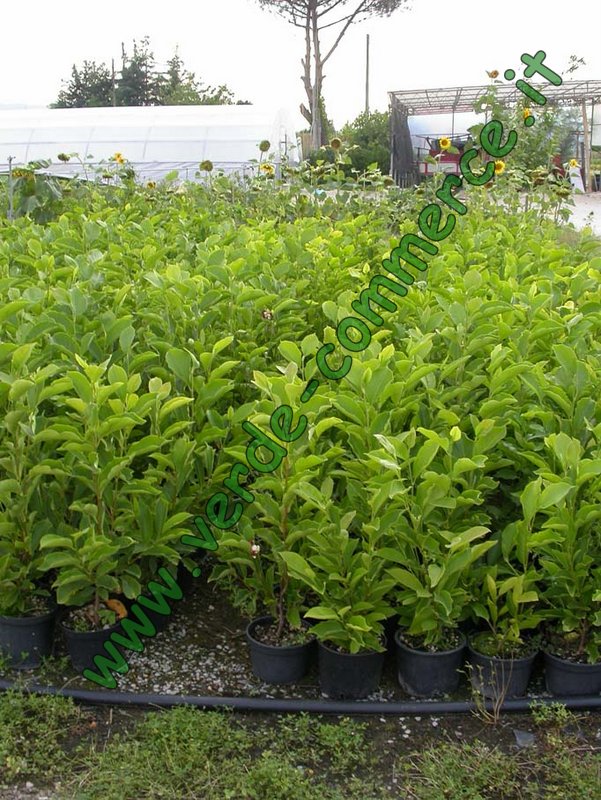 Lauroceraso (Prunus laurocerasus) - immagine 7