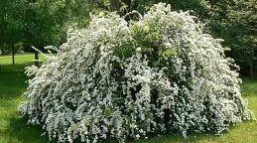Spiraea