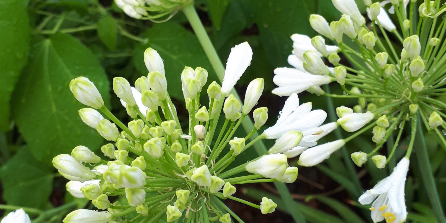 Agapanto bianco