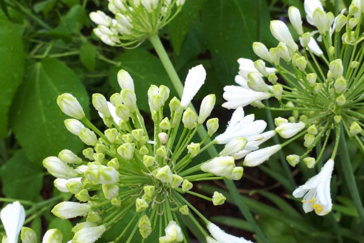 Agapanto bianco