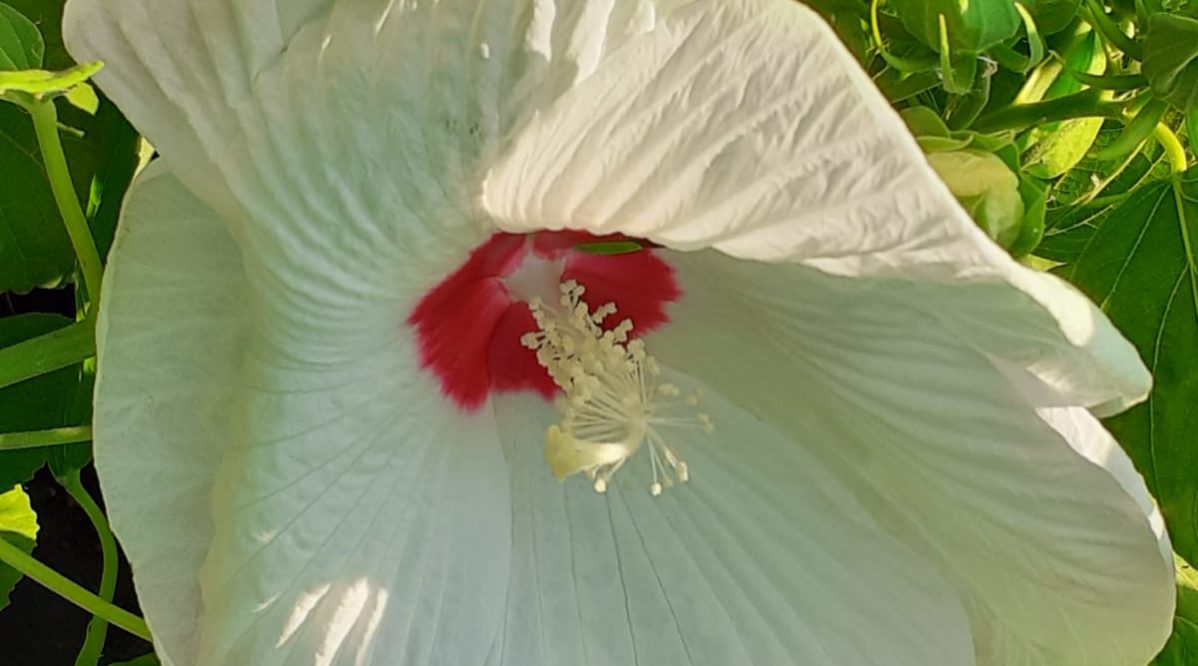 IMG-20190713-WA0004