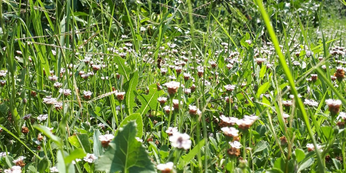 Trattamento biologico contro le zanzare per prato e giardino