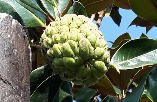 Magnolia Grandiflora