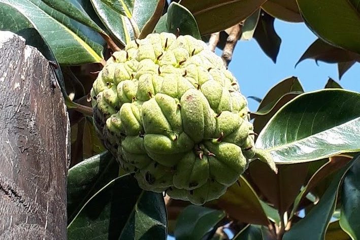 Magnolia Grandiflora Magnolia Grandiflora