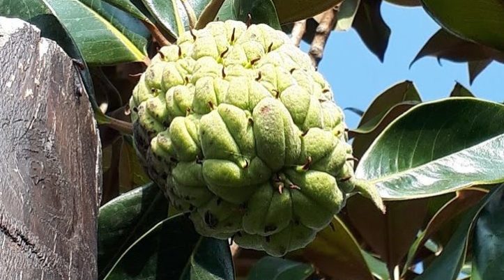 Magnolia Grandiflora