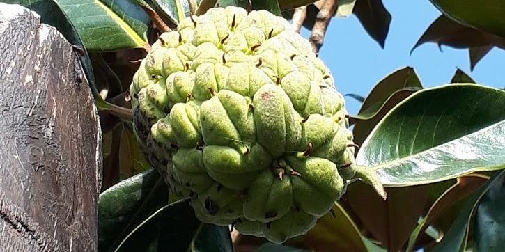 Magnolia Grandiflora
