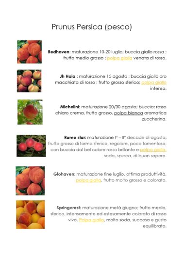 Peschi, varietà speciali in vendita