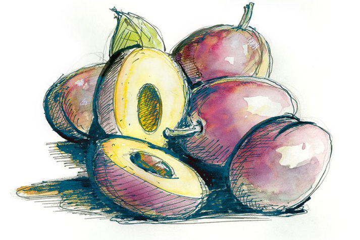 Zucchella_square_1200