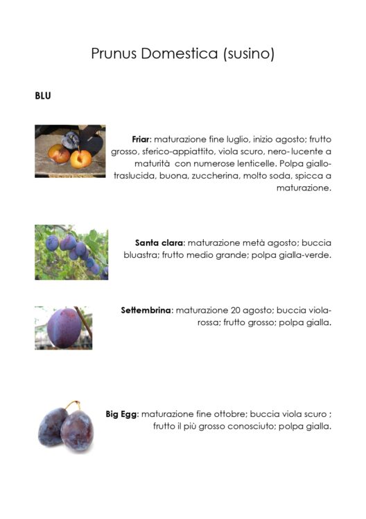 Susini, varietà speciali in vendita