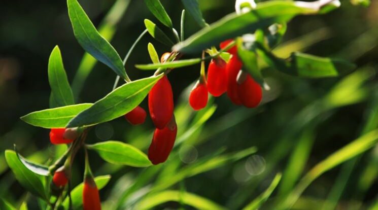 goji-coltivazione_NG3