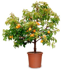 Albicocco nano (Prunus armeniaca)