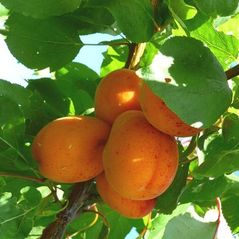 Albicocco Reale di Imola (Prunus armeniaca)