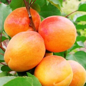 Albicocco San Castrese (Prunus armeniaca)