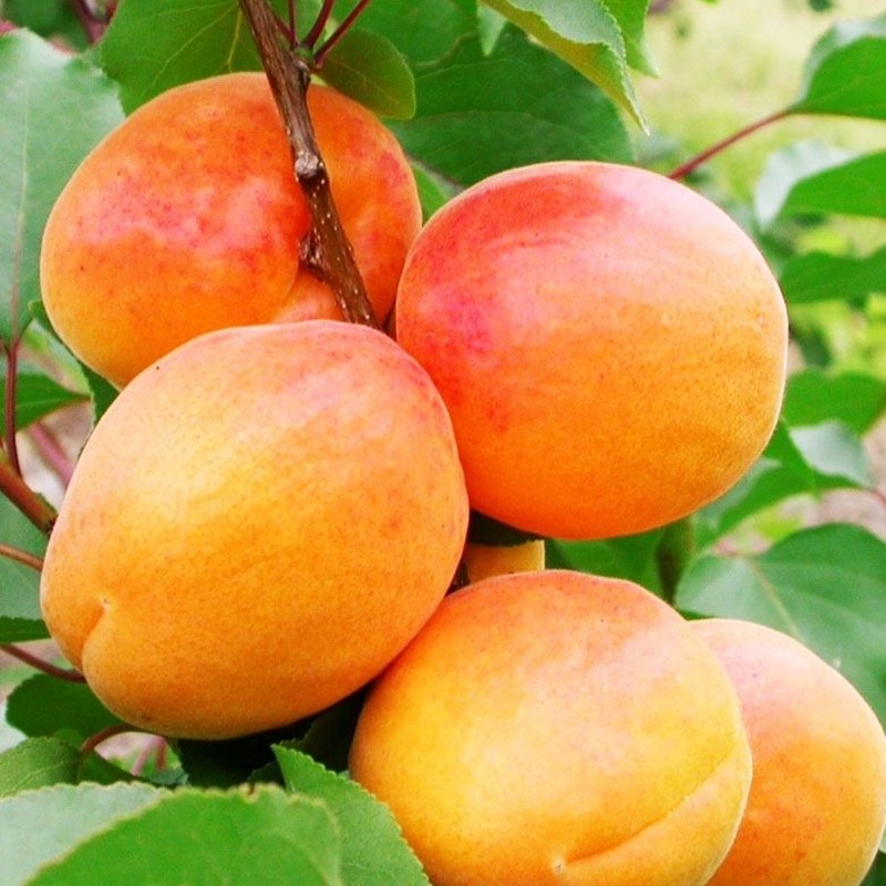 Albicocco San Castrese (Prunus armeniaca)