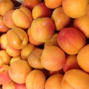 Albicocco Tonda di Costigliole (Prunus armeniaca)