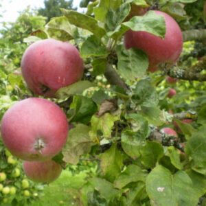 Melo Calvilla Rossa (Malus domestica)