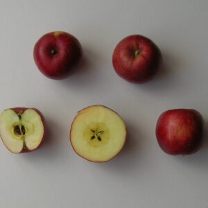 Melo Runsè (Malus domestica)
